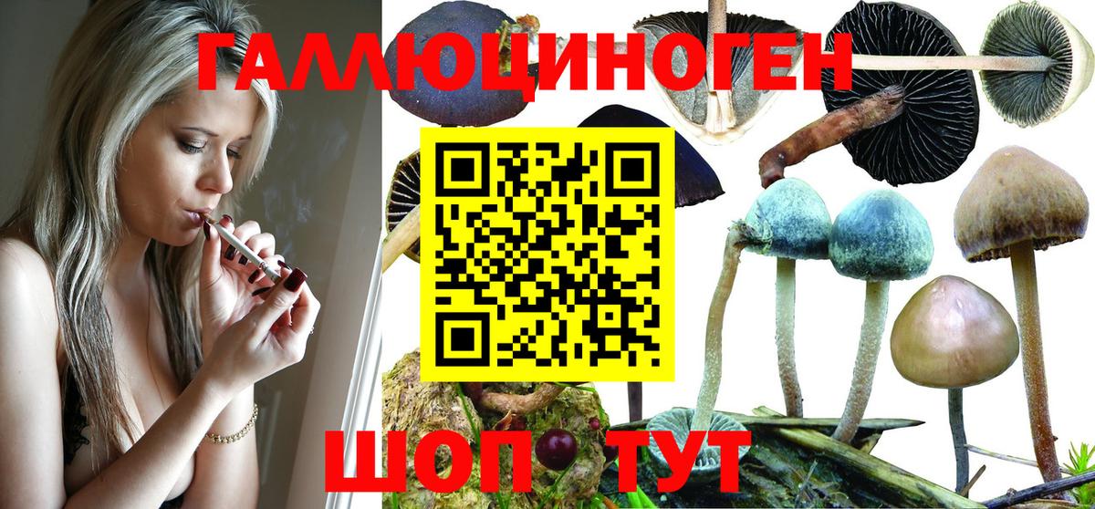 Псилоцибиновые грибы мицелий  Вход с VPN  Саянск  Псилоцибиновые грибы Psilocybe 
